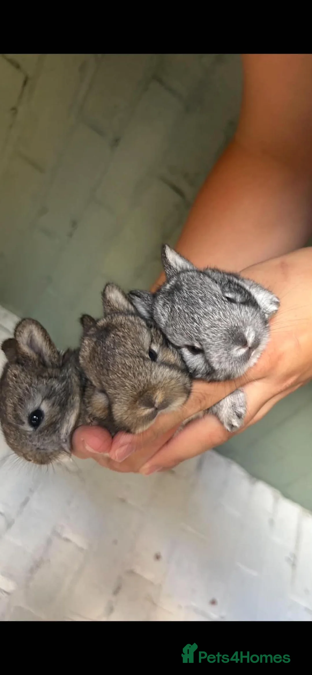 Netherland Dwarf rabbits for sale: Neverland dwarf rabbits in Cheltenham - Advert 5