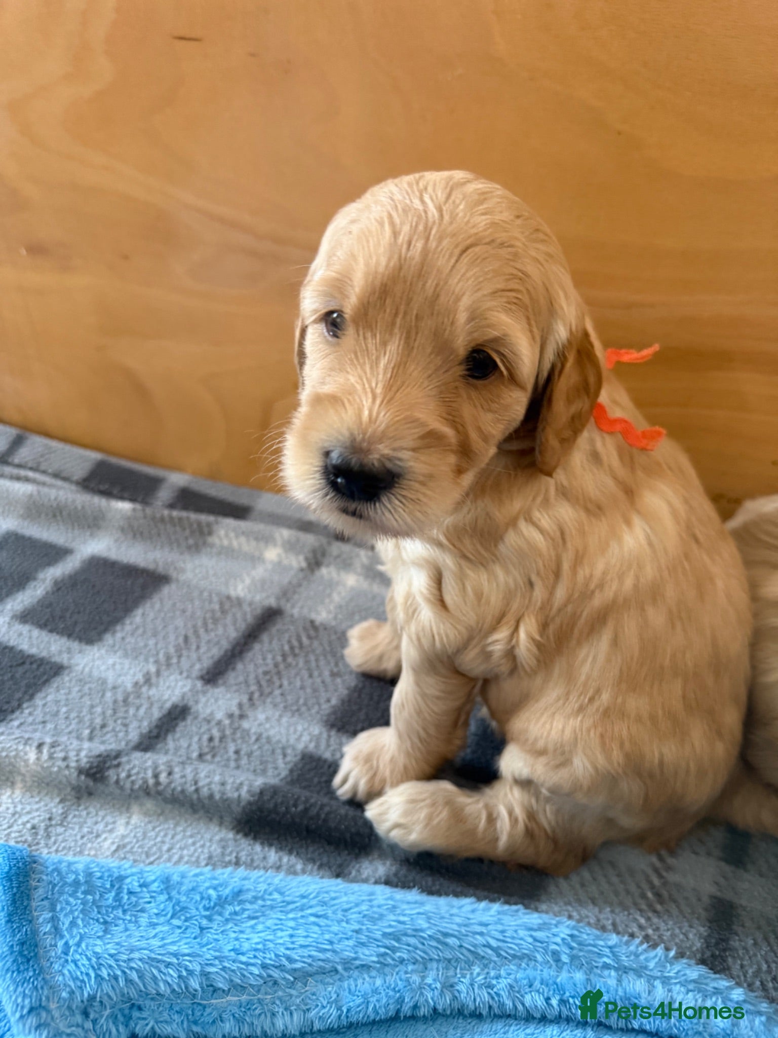 Mixed Breed dogs Multigeneration Cream/Apricot Double Doodles  - Advert 2