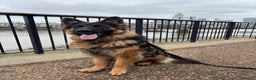 German Shepherd dogs for sale: ASAP Rehoming Male One-Year old German Shepherd - Advert 6