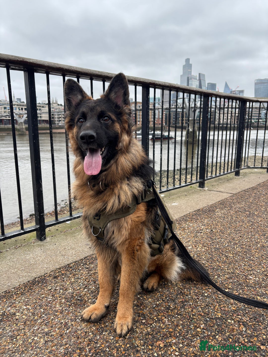 German Shepherd dogs for sale: ASAP Rehoming Male One-Year old German Shepherd - Advert 6