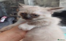 Ragdoll cats for sale: 4 gorgeous fluffy ragdoll kittens  - Image 8