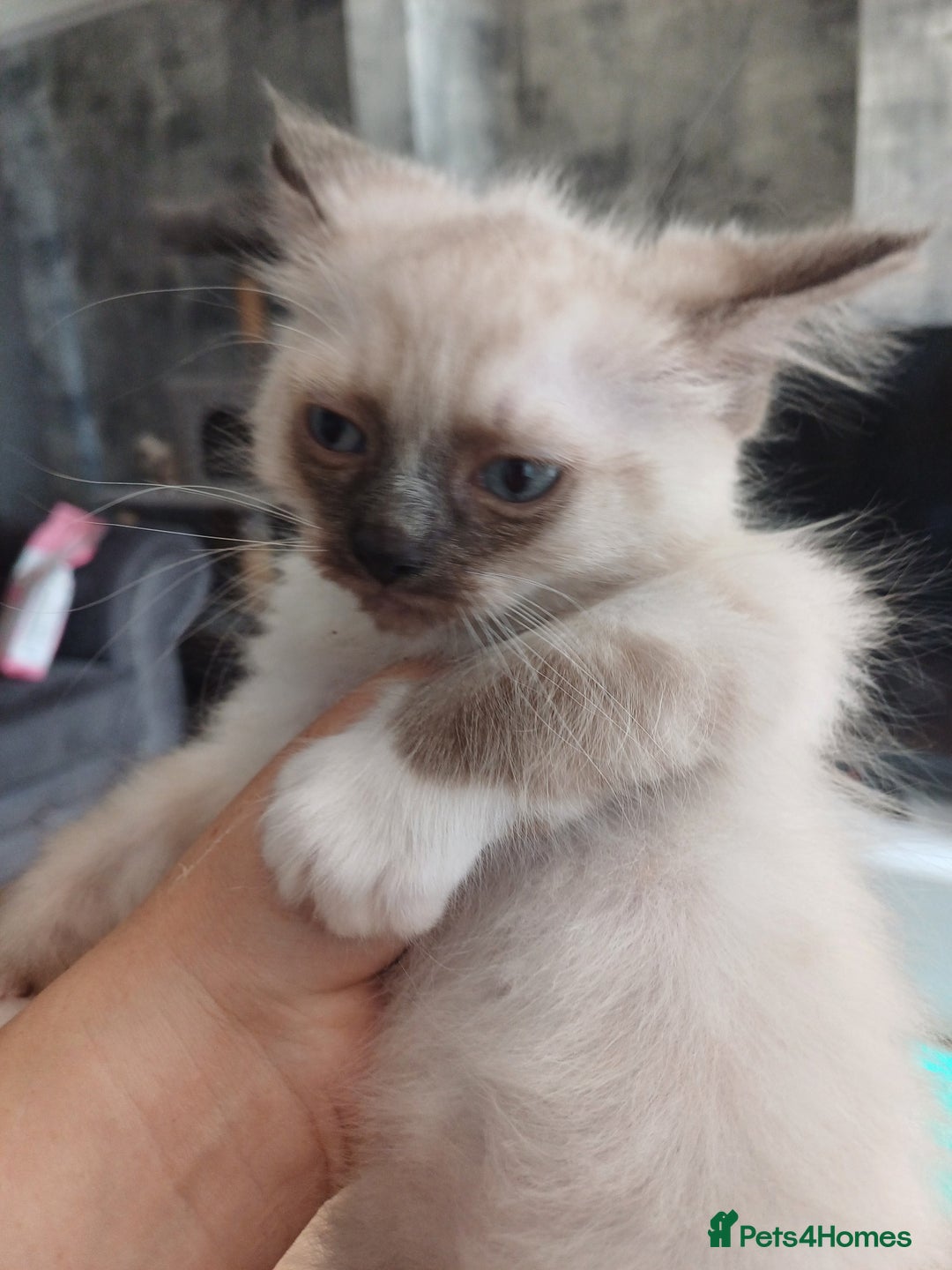Ragdoll cats for sale: 4 gorgeous fluffy ragdoll kittens  - Image 8