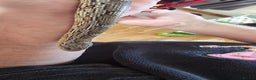 Corn Snake reptiles for sale: Friendly corn snake, vivarium with full set up - Advert 13