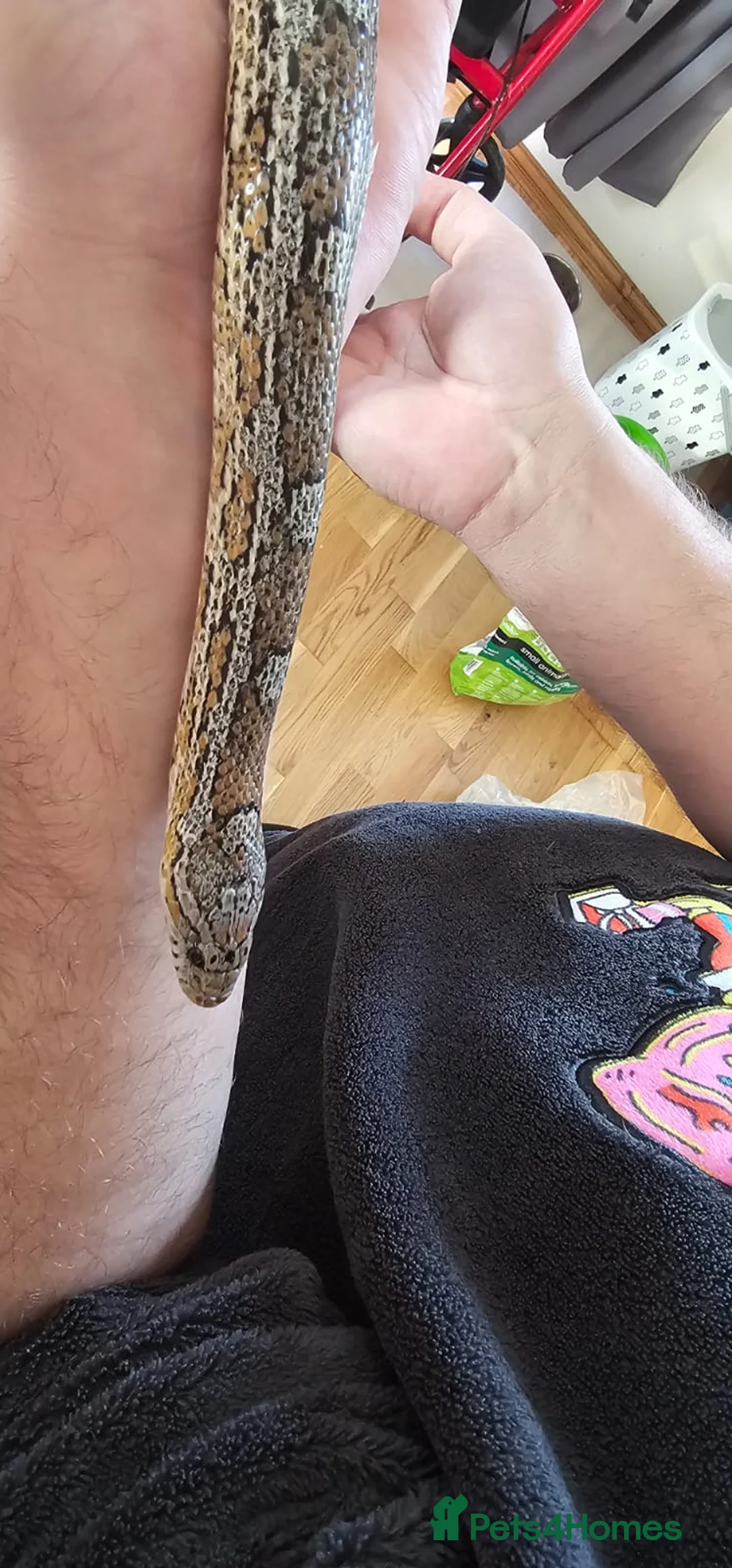 Corn Snake reptiles for sale: Friendly corn snake, vivarium with full set up - Advert 13