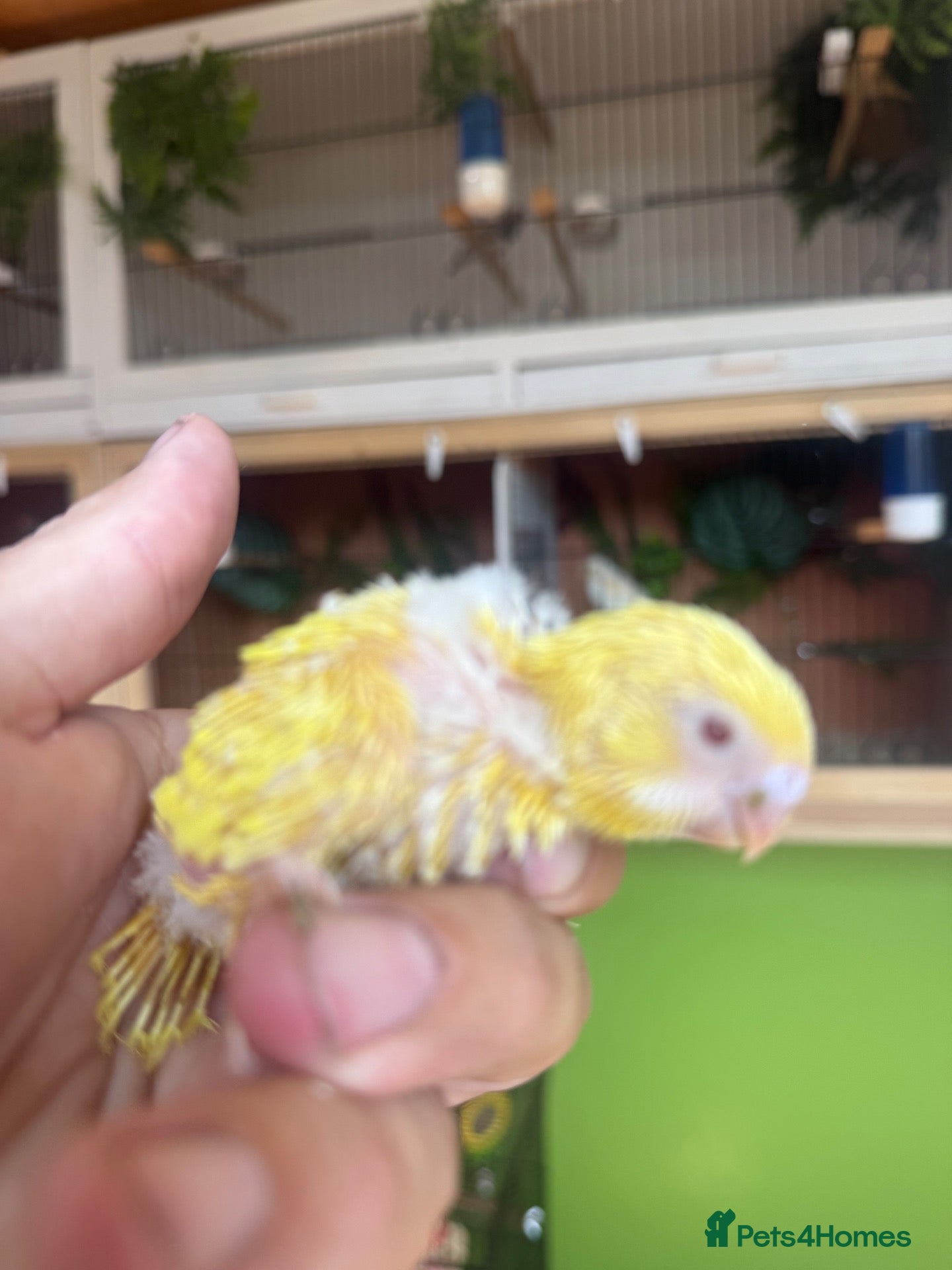 Budgerigars birds Baby budgies weeks old  - Advert 1