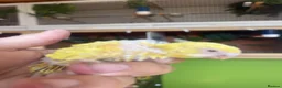 Budgerigars birds for sale: Baby budgies weeks old  - Advert 1