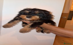 Cavapoo dogs for sale: F1 Cavapoo’s 2 females (sisters)  - Image 1