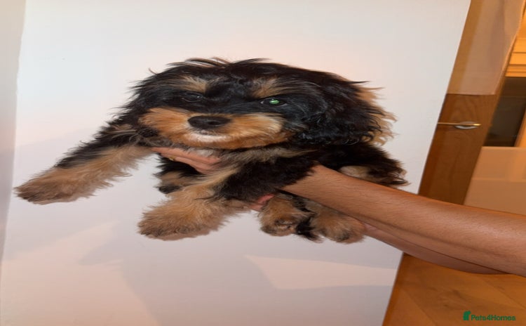 Cavapoo dogs - Advert 2