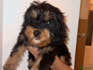 Cavapoo dogs for sale - Advert 1