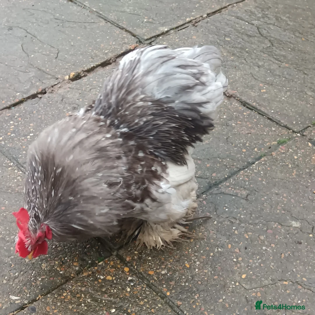 Hens poultry for sale: Hens for free - Advert 4