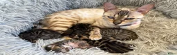 Mixed Breed cats for sale: Half Bengal kittens - Advert 6