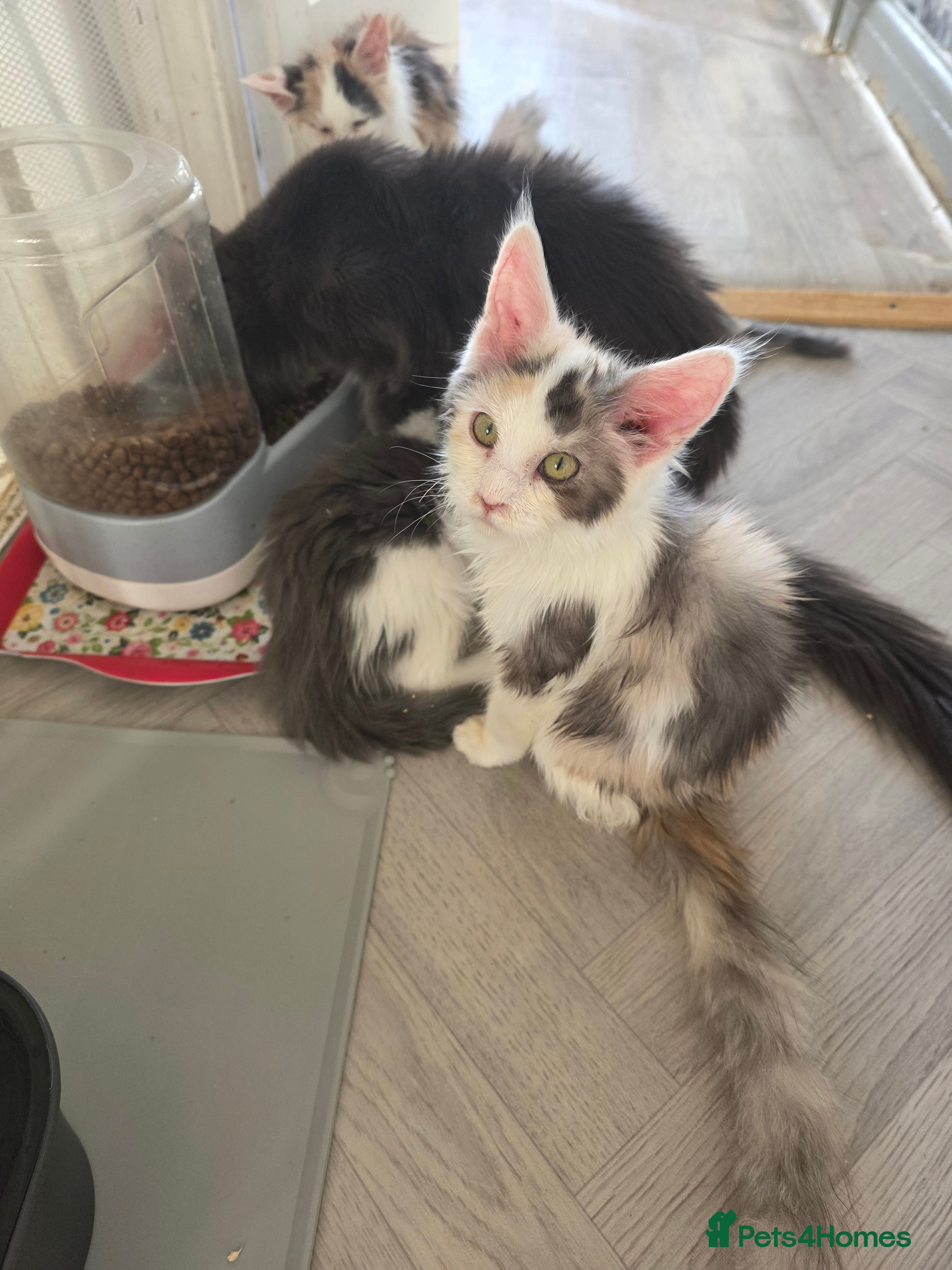Maine Coon cats MAINE COON KITTENS PRICE IS FOR BOTH - Advert 4