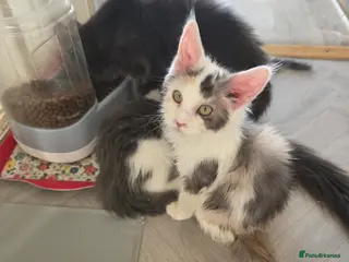 Maine Coon cats MAINE COON KITTENS PRICE IS FOR BOTH - Advert 4