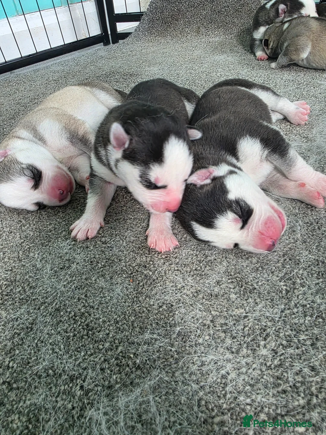 Siberian Husky dogs for sale: 7 Beautiful Siberian husky pups  - Advert 2
