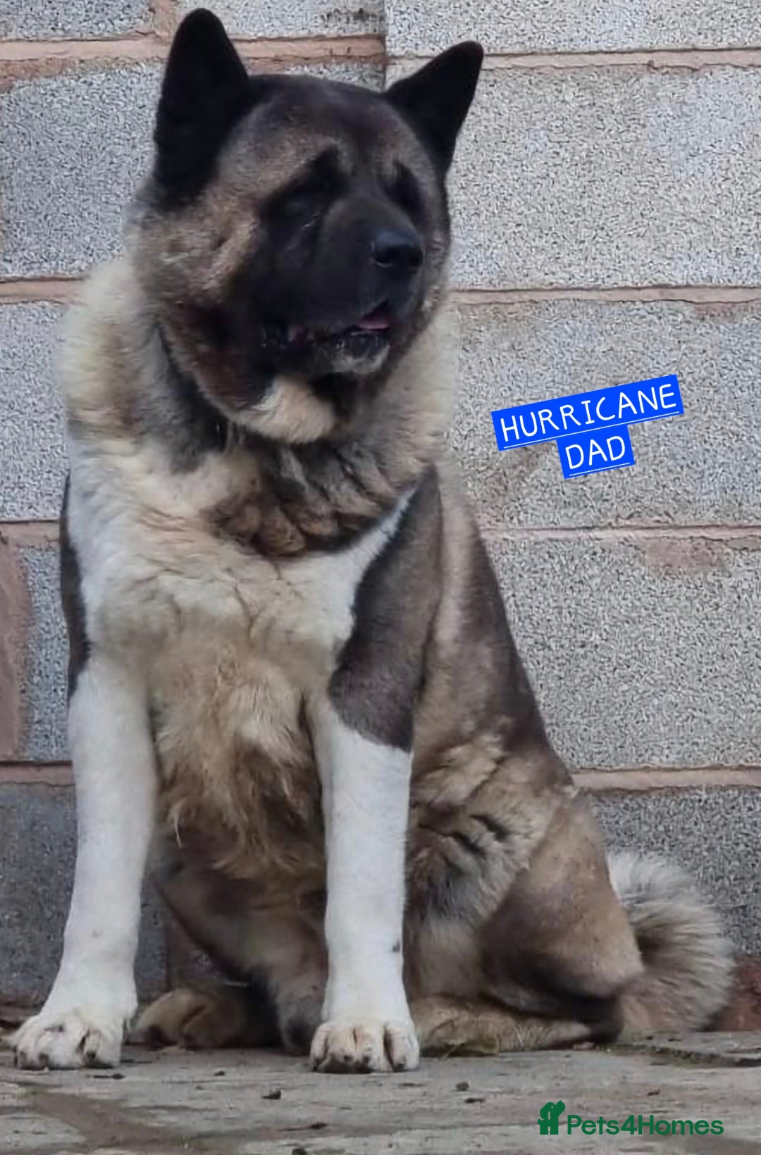 Akita dogs for sale: KC REGISTERED BEAR HEAD AMERICAN AKITA FEMALE PUPS - Image 11