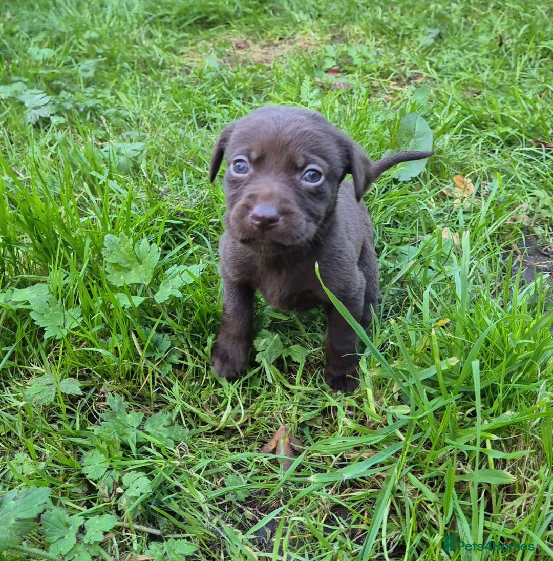 Labrador Retriever dogs for sale: Labrador puppies - Advert 4