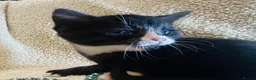 Persian cats for sale: Silver Tipped Persian chinchilla crosses - Advert 14