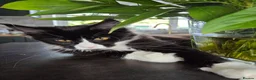Maine Coon cats for sale: Maine Coon kittens, 2 girls , 1 boy  - Advert 10