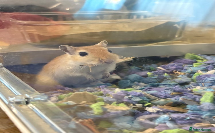 Gerbil rodents - Advert 5