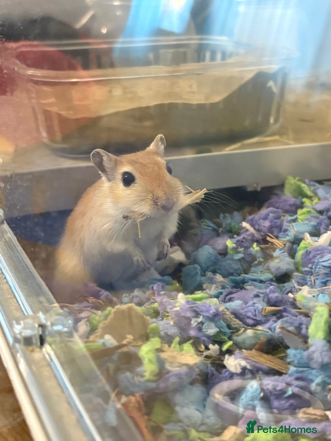 Gerbil rodents for sale: 2 bonded female gerbils needing rehoming ASAP - Image 1