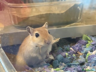 Gerbil rodents for sale - Advert 1