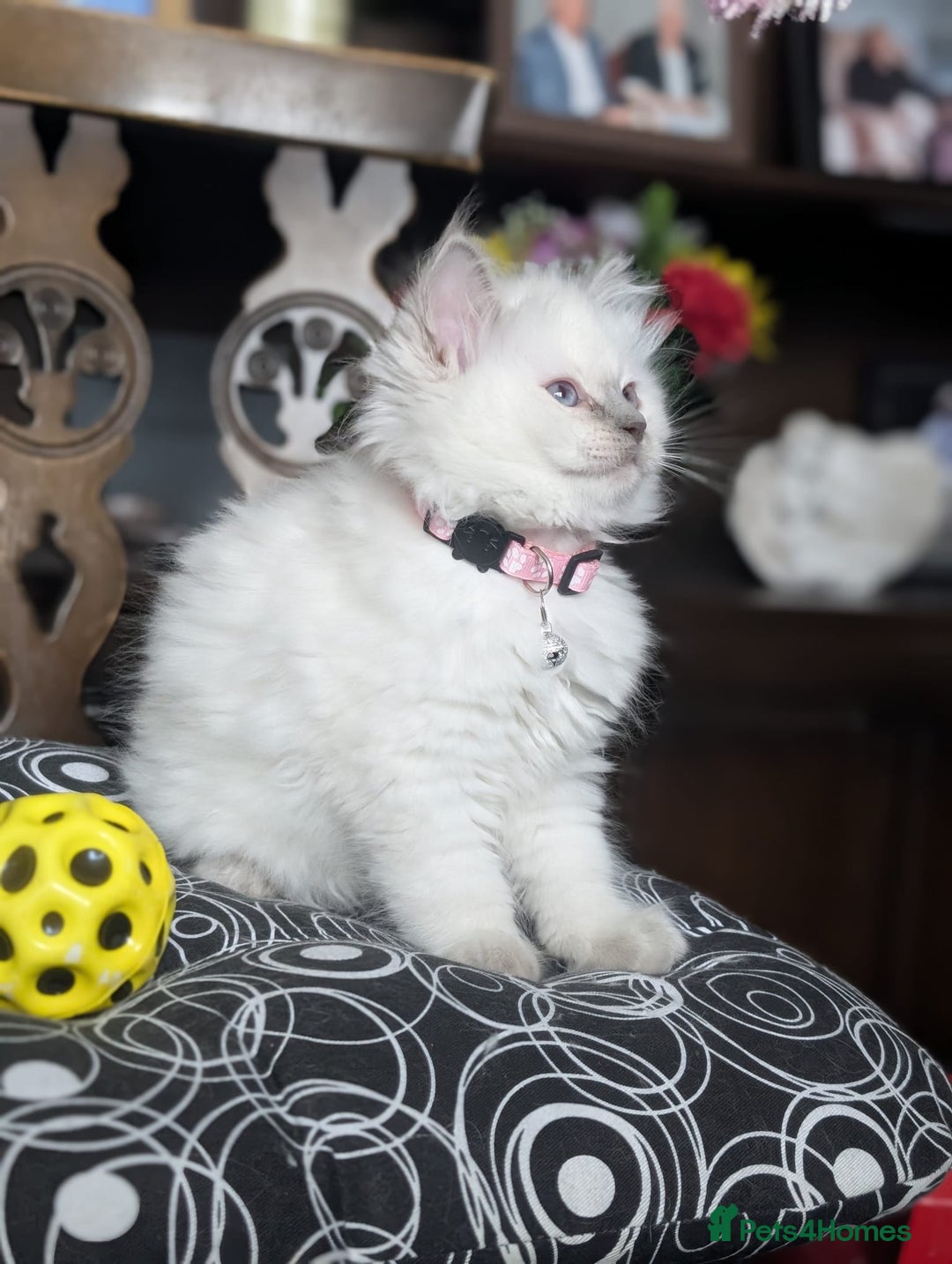 Ragdoll cats for sale: **Stunning litter of 4 ragdoll kittens** - Advert 9