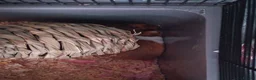 Hamster rodents for sale: Female Syrian  - Advert 3