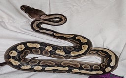 Snake reptiles for sale: 7 ball pythons inc rack - Image 7