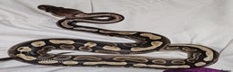 Snake reptiles for sale: 7 ball pythons inc rack - Advert 7