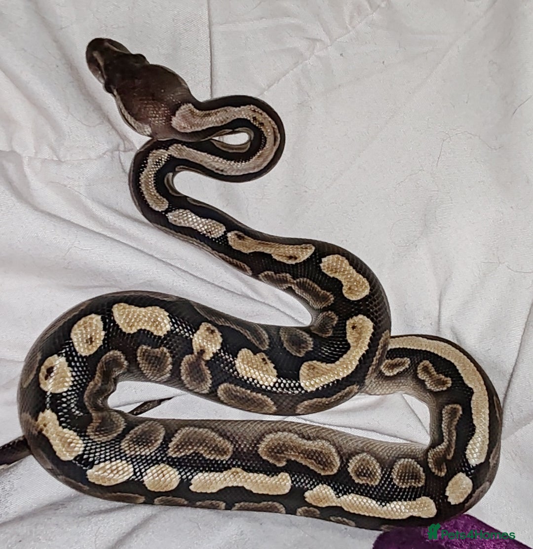 Snake reptiles for sale: 7 ball pythons inc rack - Image 7