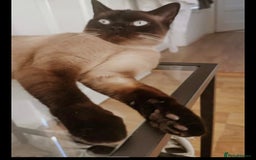 British Shorthair cats for sale: British shorthair cross kittens - Image 9