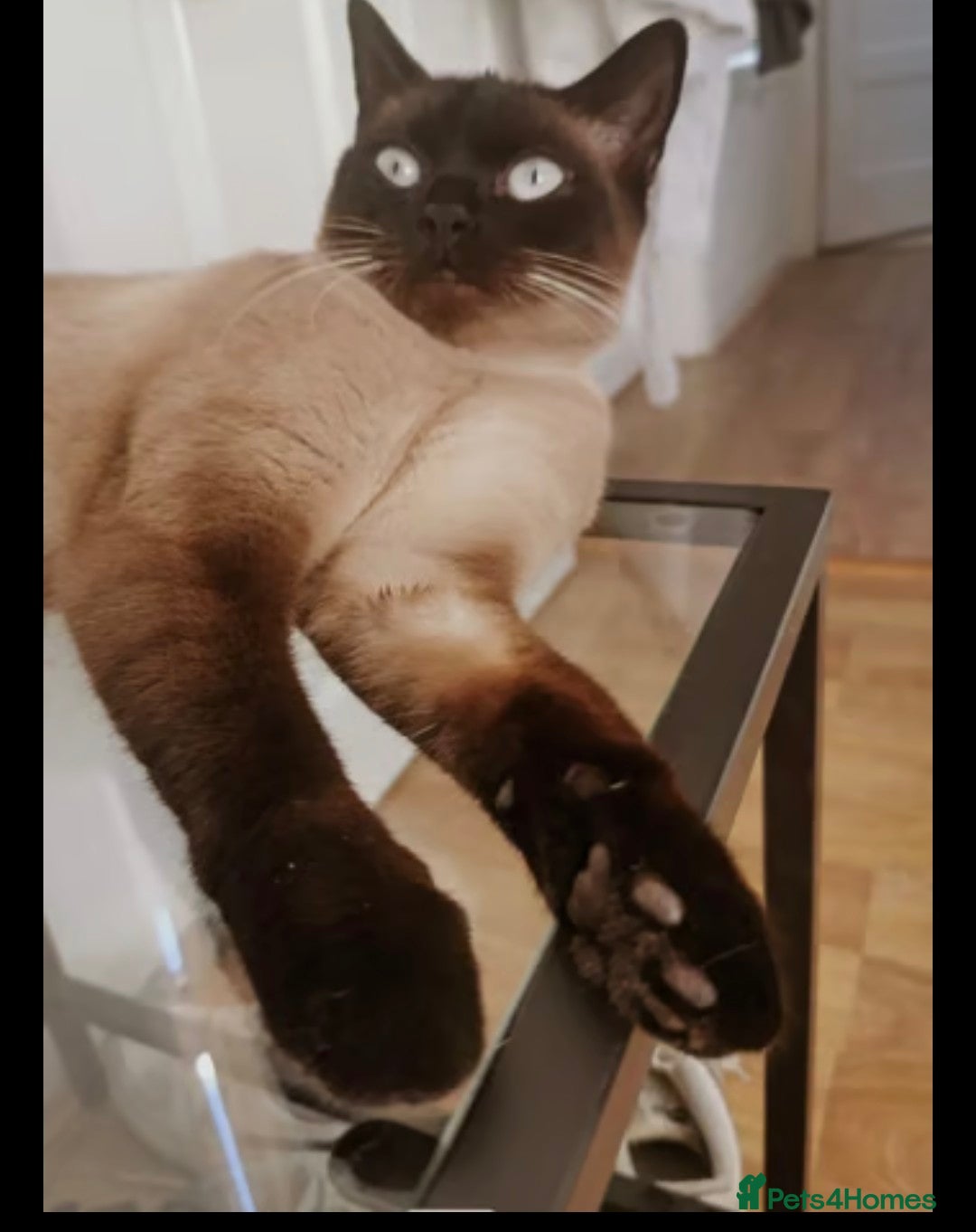 British Shorthair cats for sale: British shorthair cross kittens - Image 9