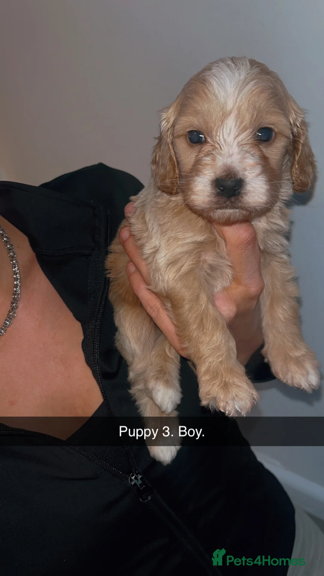 Cockapoo dogs for sale: Cockapoo Puppies - Advert 1