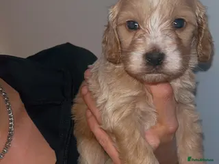 Cockapoo dogs Cockapoo Puppies - Advert 1