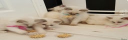 Ragdoll cats for stud: Champion blue bicolour ragdoll stud in Waterlooville - Advert 5