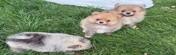 Pomeranian dogs for sale: Beautiful friendly and playful puppys pomeranians - Advert 13