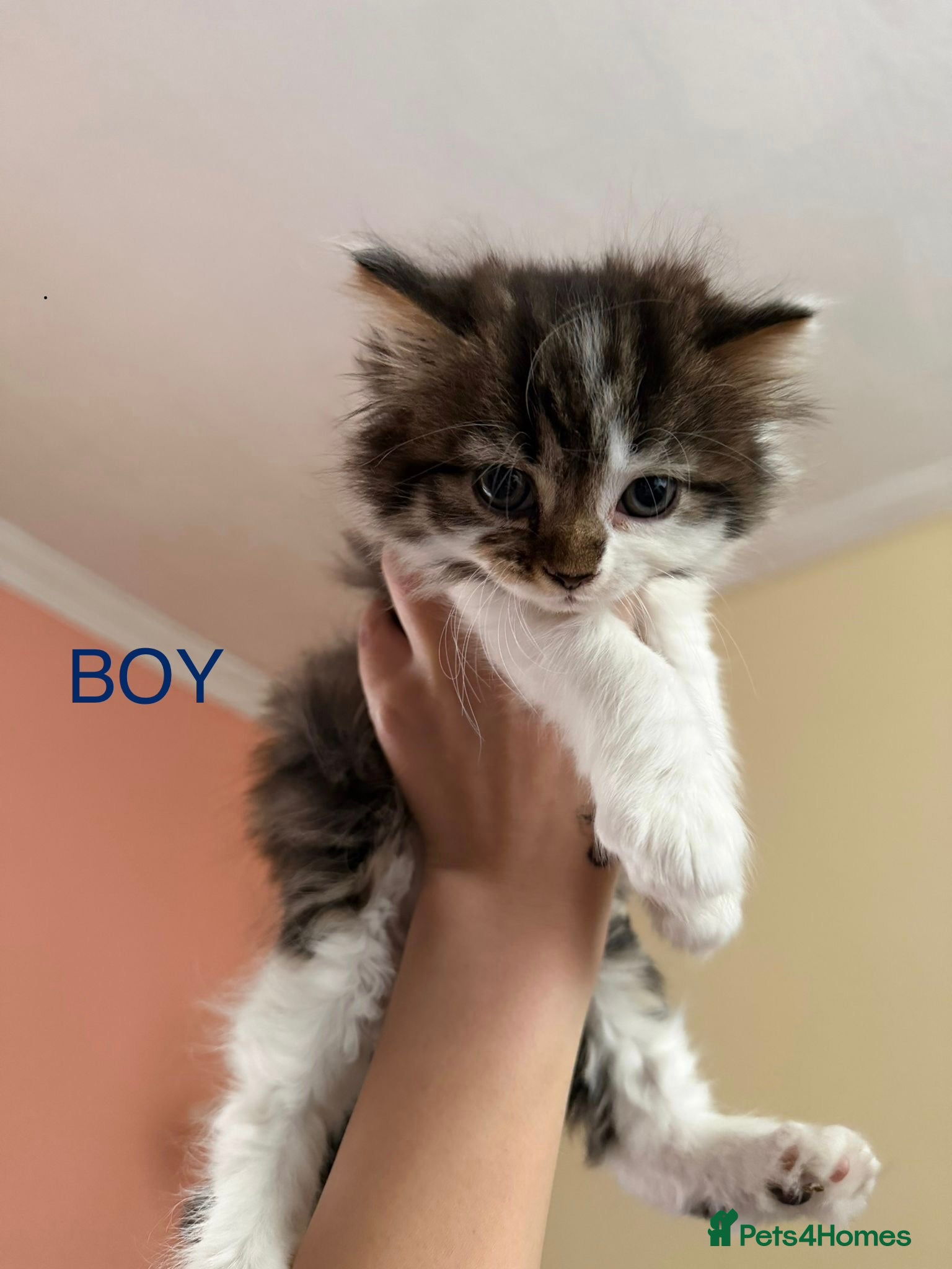 Mixed Breed cats Cats looking lovely home - Advert 1