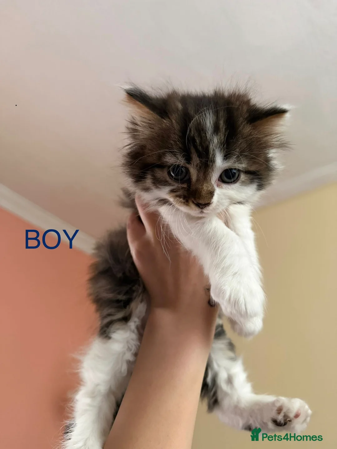 Mixed Breed cats for sale: Cats looking lovely home in Manchester - Advert 1