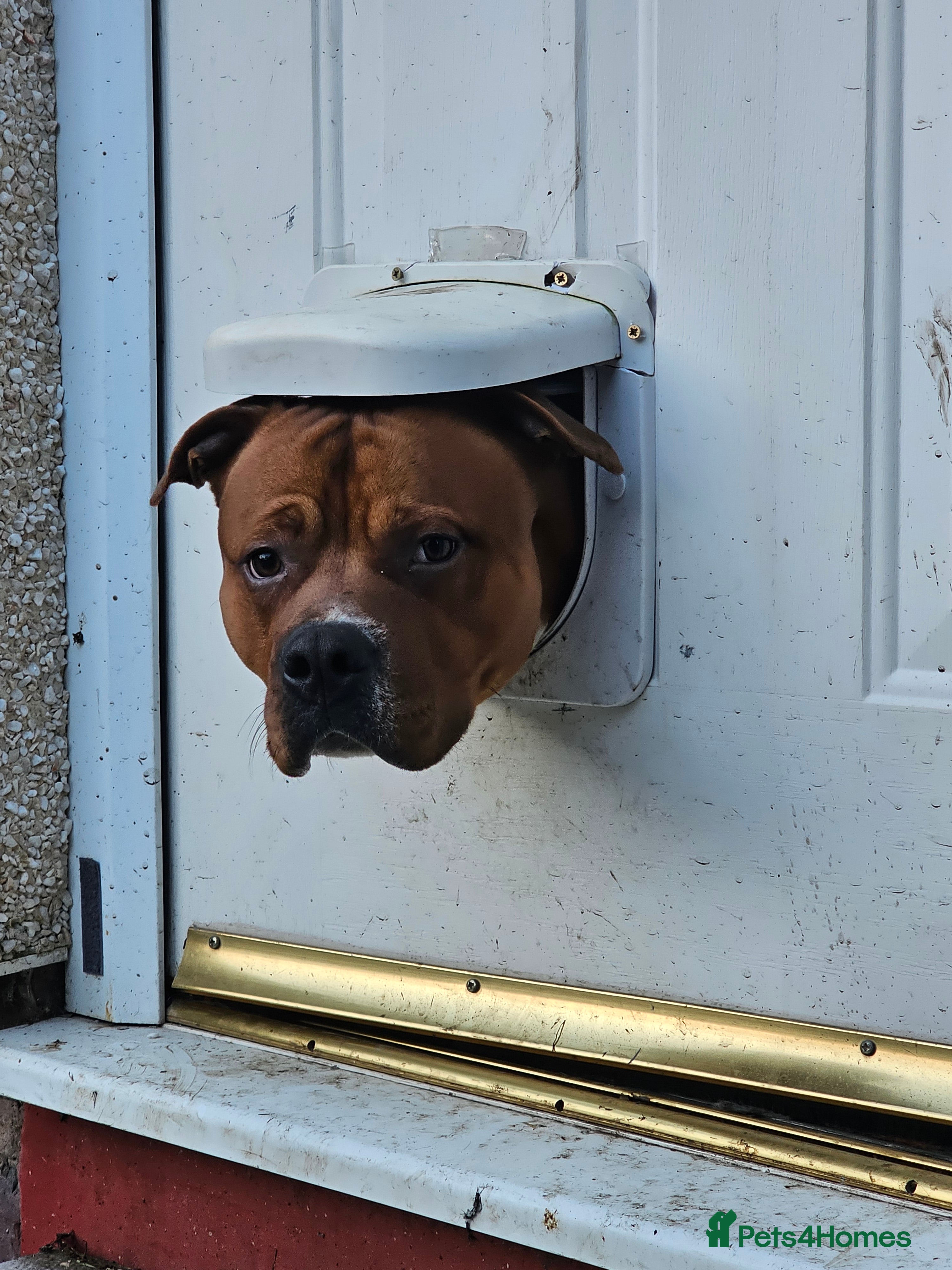 Mixed Breed dogs Male Staffy x Mastiff x Ridgeback 1 year old - Advert 1