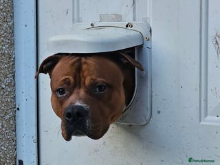 Mixed Breed dogs Male Staffy ** tiff x Ridgeback 1 year old - Advert 6