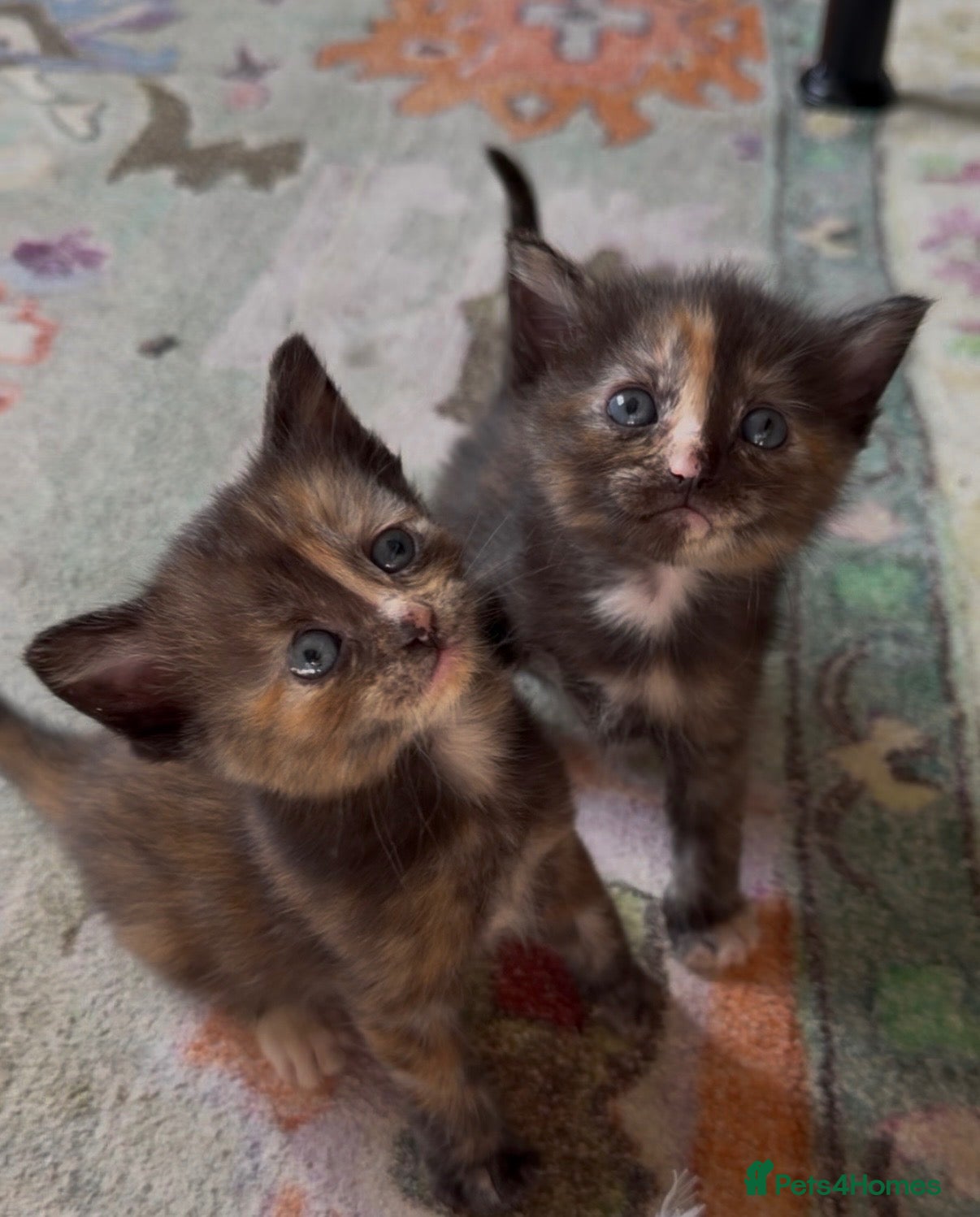 Mixed Breed cats Healthy Fluffy Black Tortie Ragdoll Cross Kittens  - Advert 17