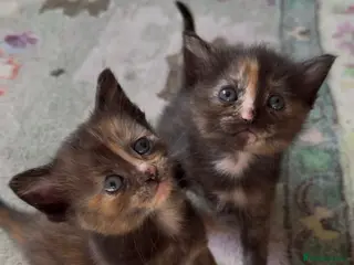 Mixed Breed cats Healthy Fluffy Black Tortie Ragdoll Cross Kittens - Advert 17