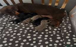Dachshund dogs for sale: Stunning litter of Dachshund puppies 🌈🥰 - Image 6