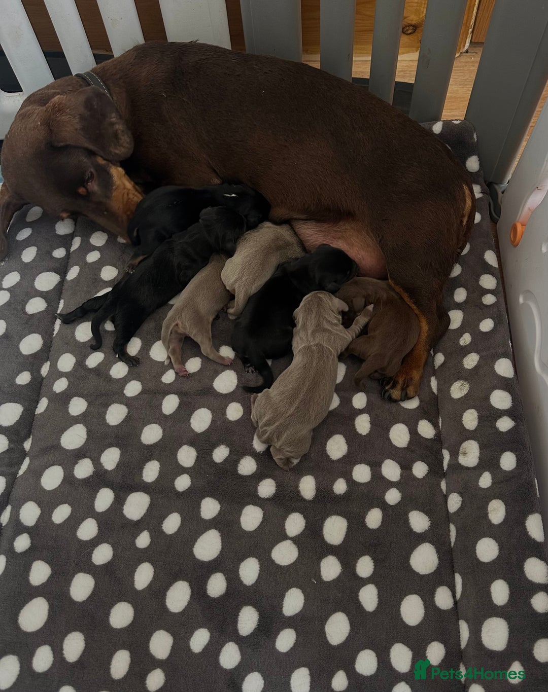 Dachshund dogs for sale: Stunning litter of Dachshund puppies 🌈🥰 - Image 6