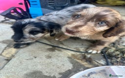 Sproodle dogs for sale: F1 Sproodle Puppies  - Image 15