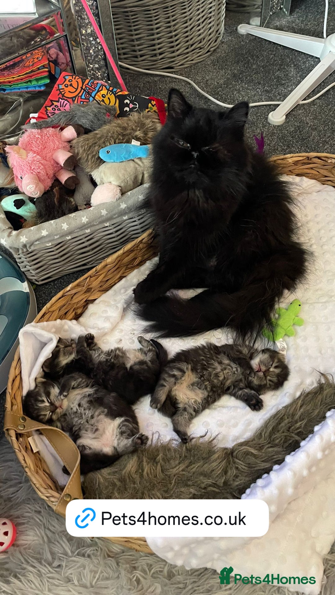 Persian cats for sale: Silver black tabby Persian mix kittens  - Image 20