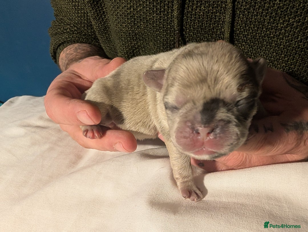 Frug dogs for sale: Beautiful litter of frugs  - Advert 19