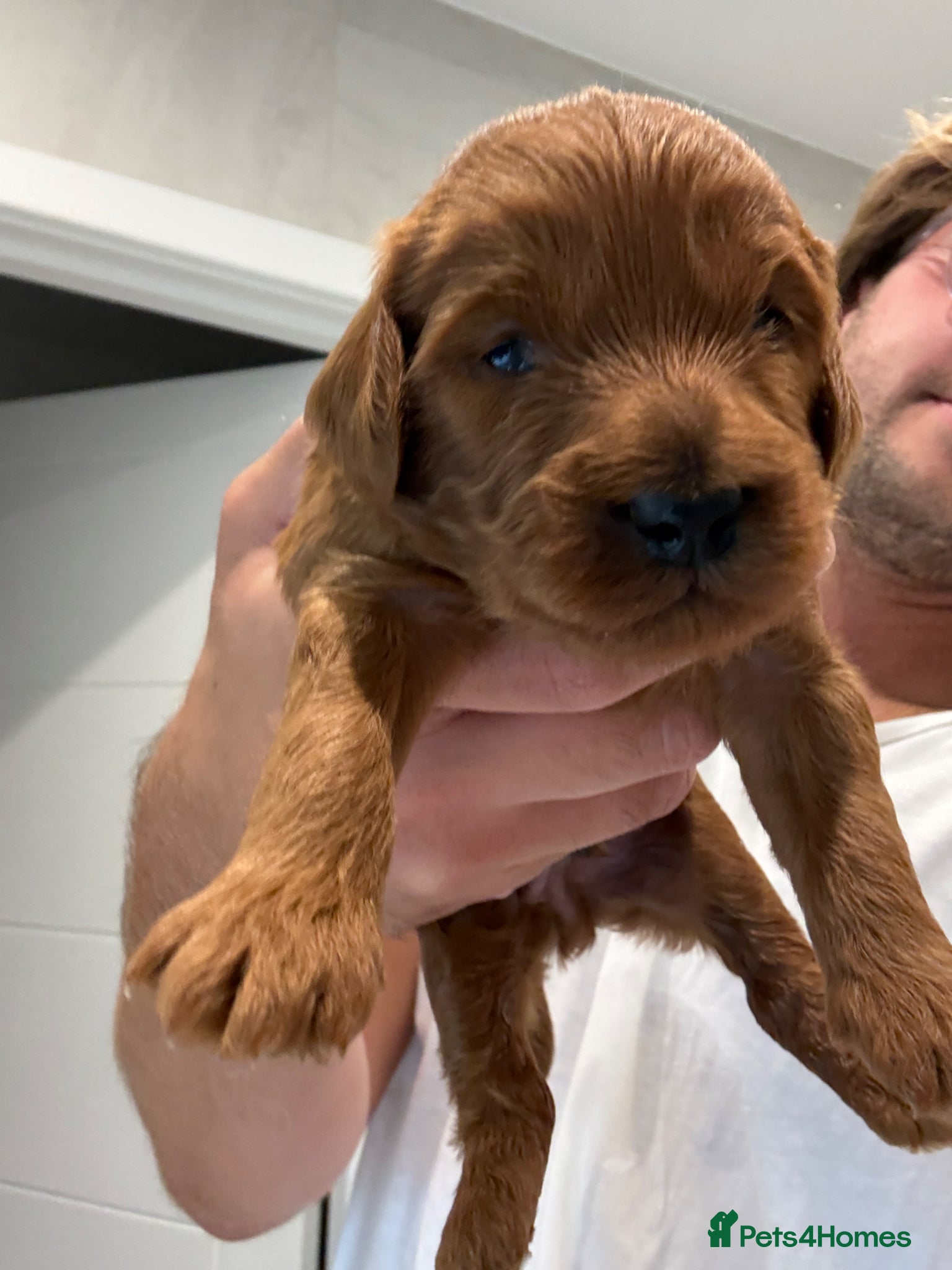 Australian Labradoodle dogs for sale: Stunning Mini Australian Labradoodles Puppies 🐾 - Advert 2