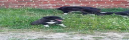 Border Collie dogs for sale: 4 adorable puppies for sale - Advert 14