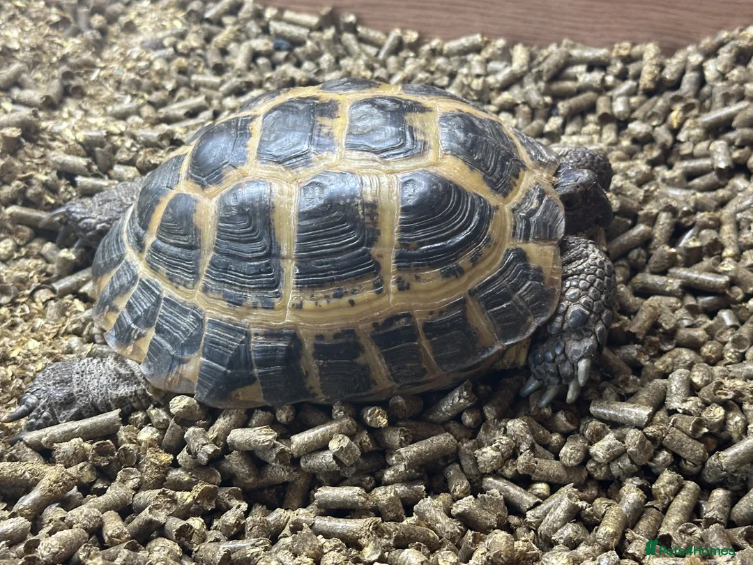 Tortoise reptiles for sale: Dolly - Female horsefield tortoise - Advert 1